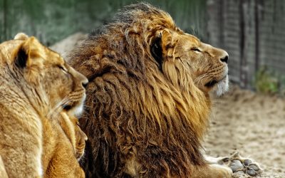 Visit Hoenderdaell Zoo: A Unique Wildlife Experience