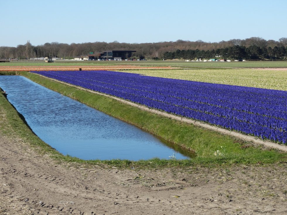 Dutch Floriculture Best Places to See Tulips in the Netherlands Without a Car