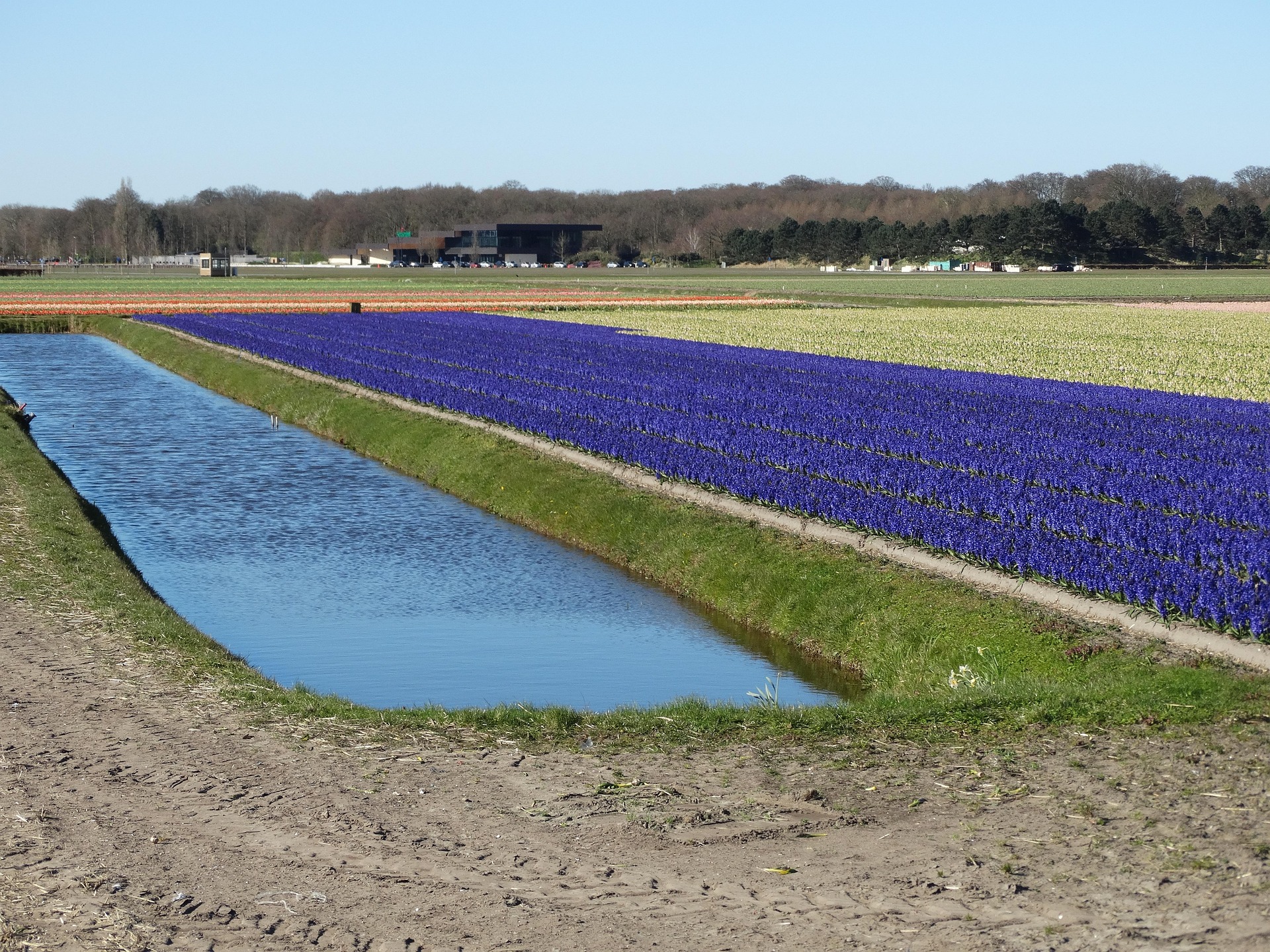 Bollenstreek